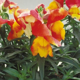 Apricot Floral Showers, (F1) Snapdragon Seeds